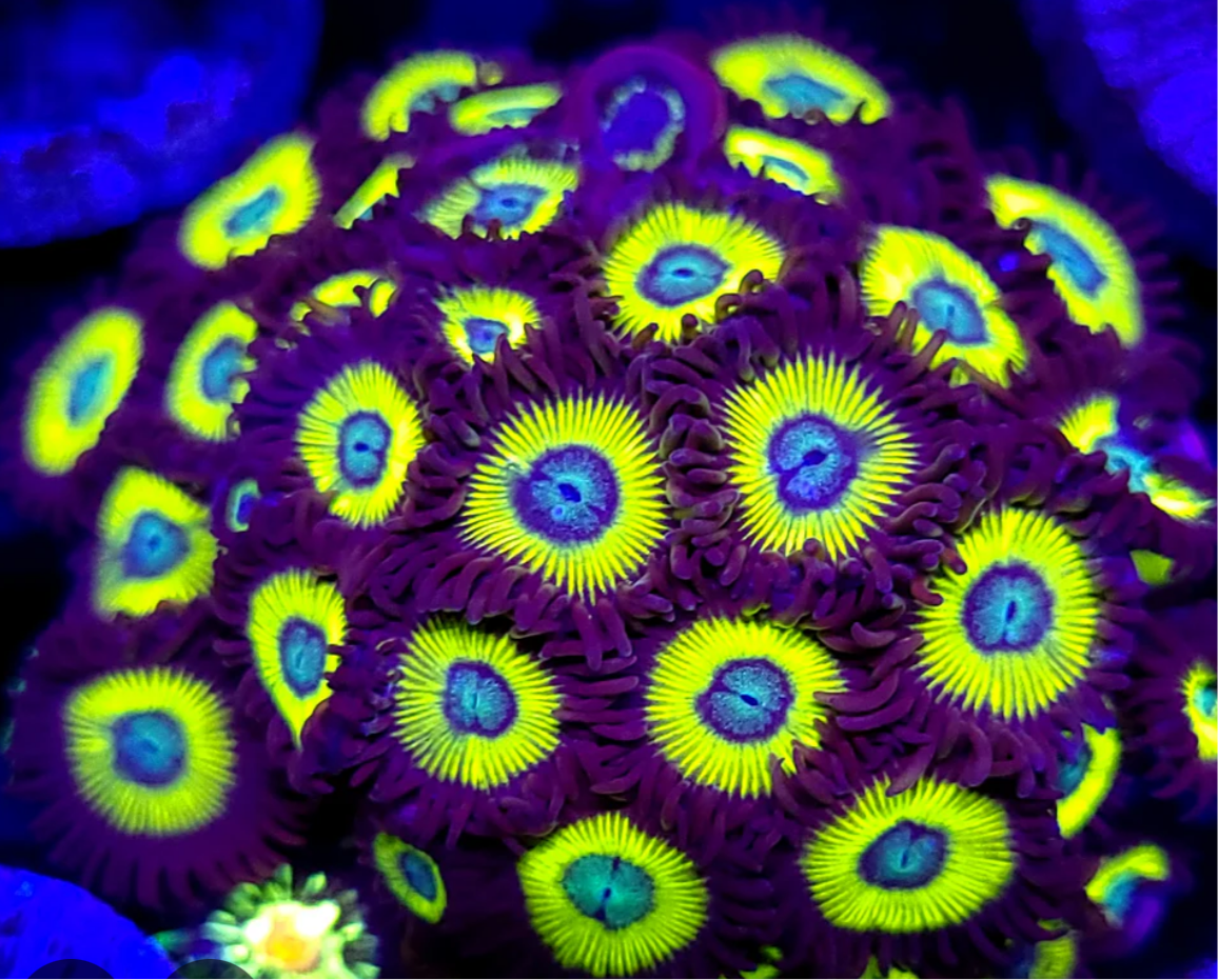 Belladonna zoanthid