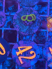 Thermosphere Zoanthids Per Polyp