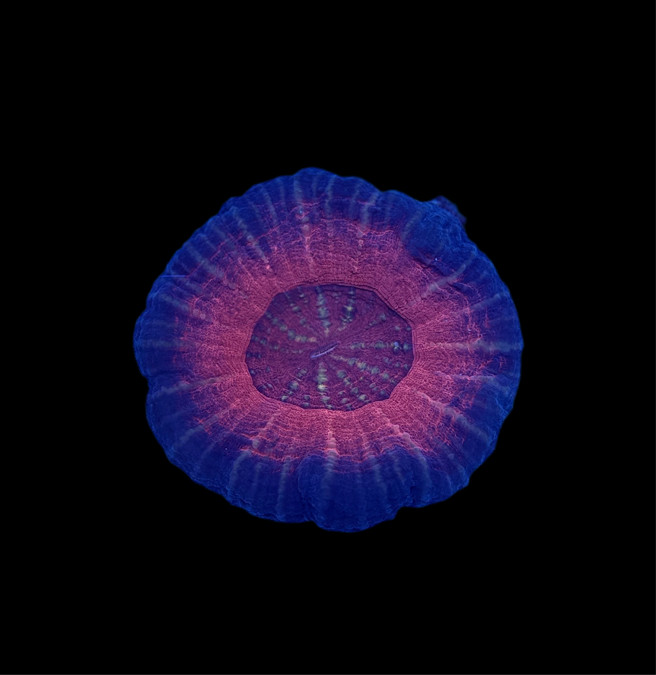 Red scoly