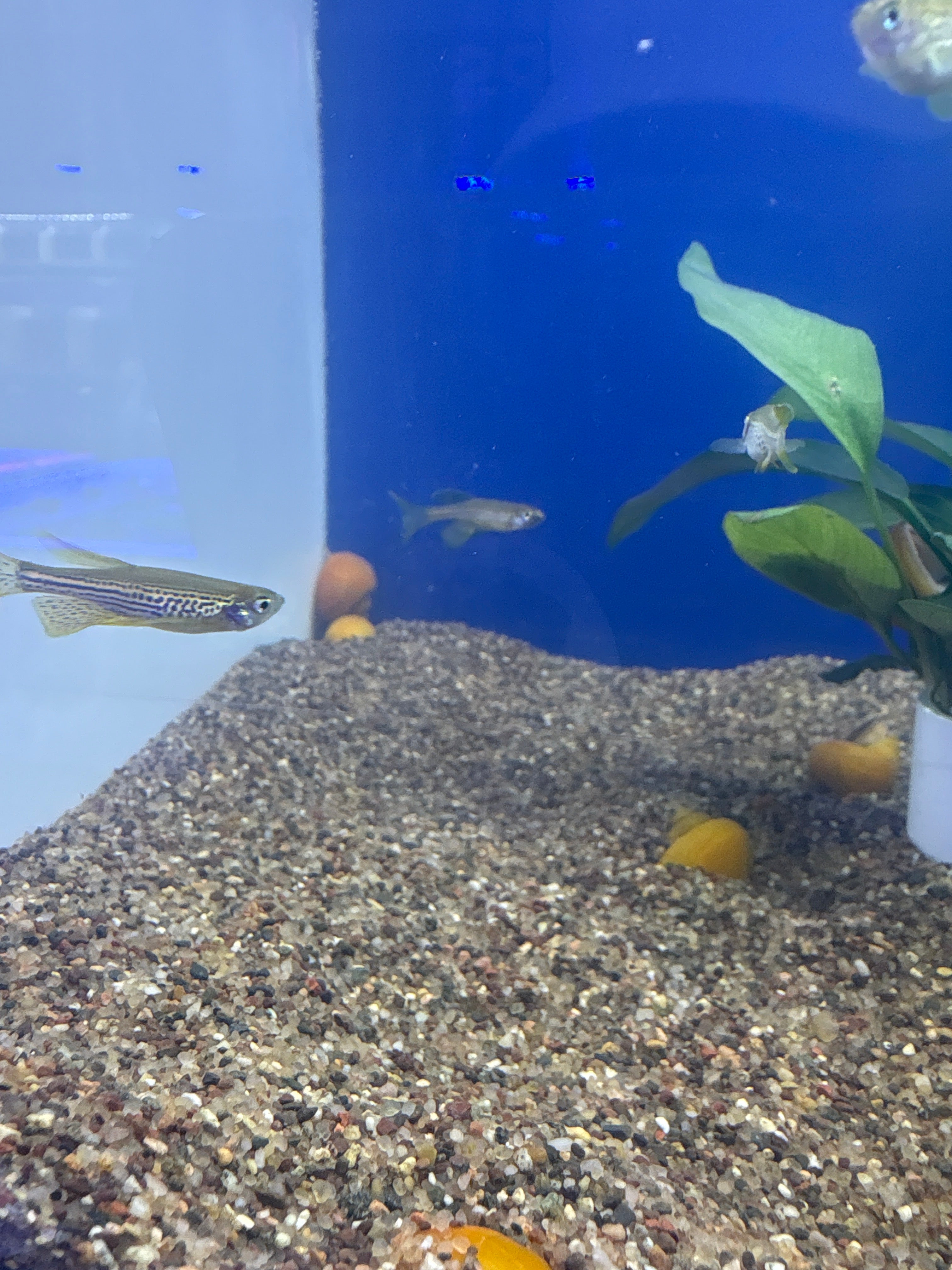 Longfin Leopard Danio
