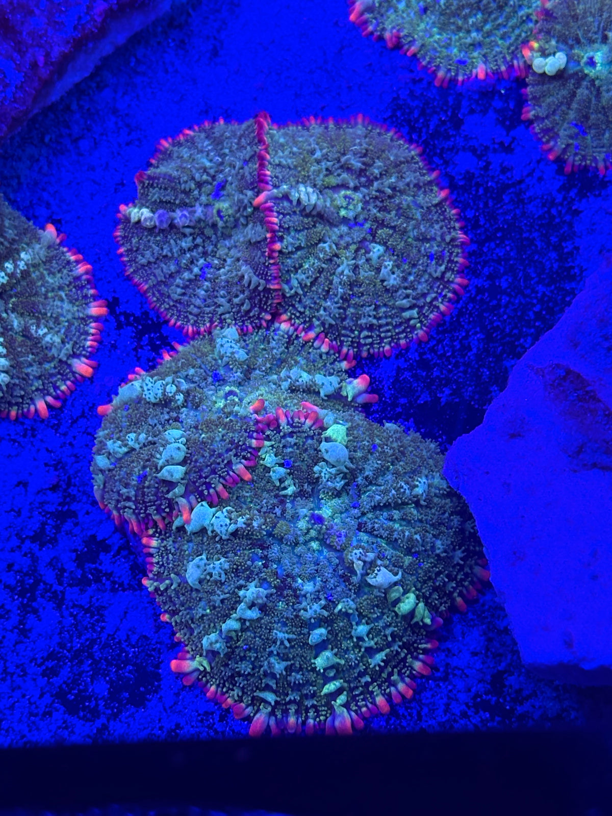 MardiGras Bounce Mushroom