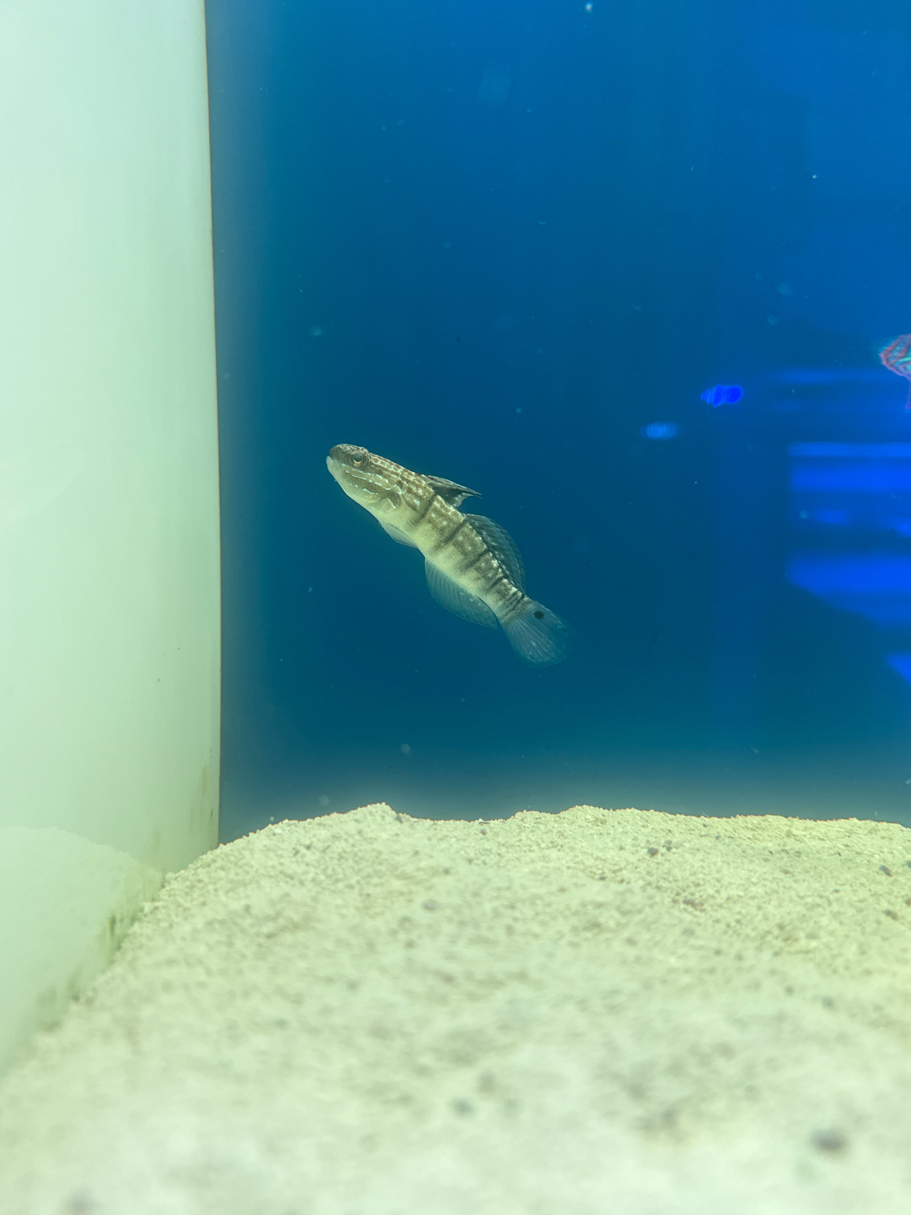 Bullet goby