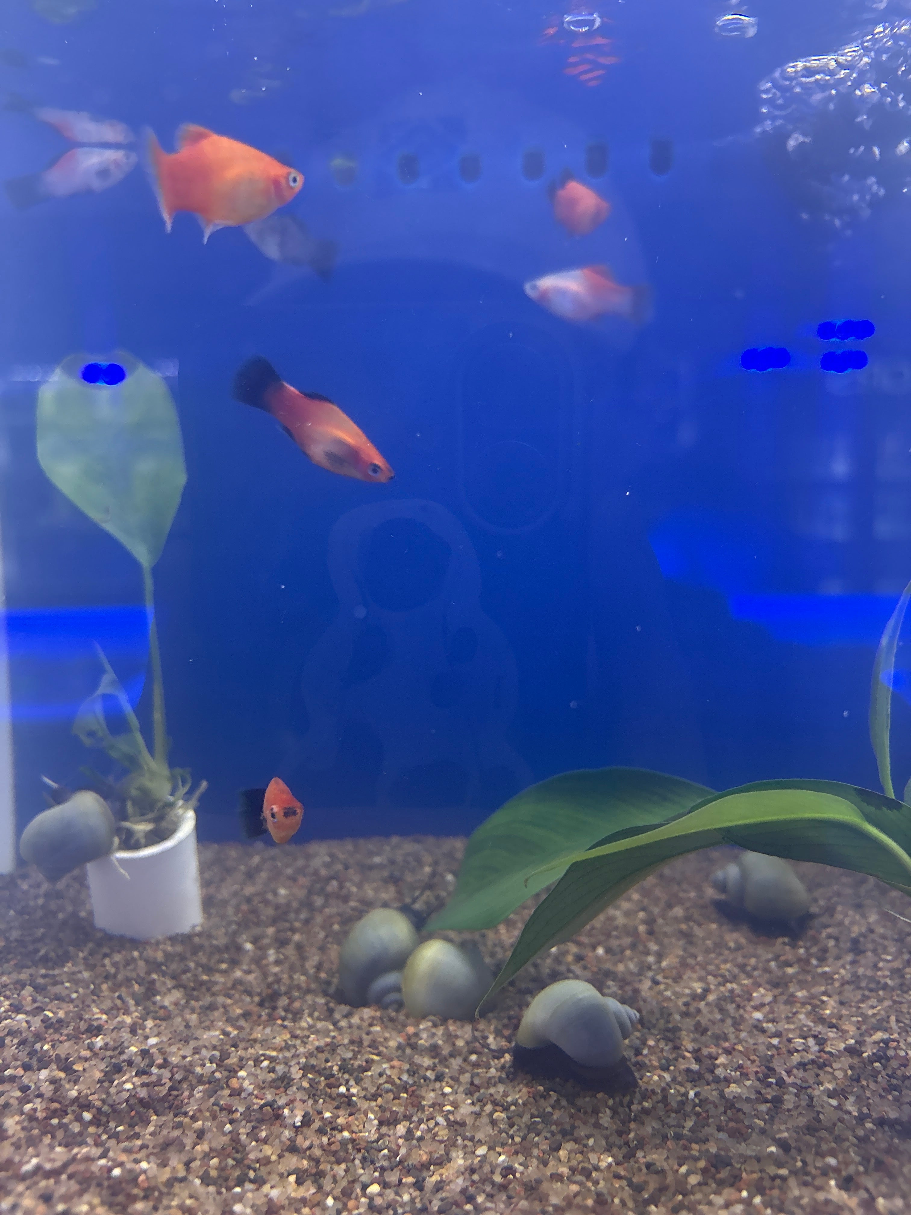 Platy Red