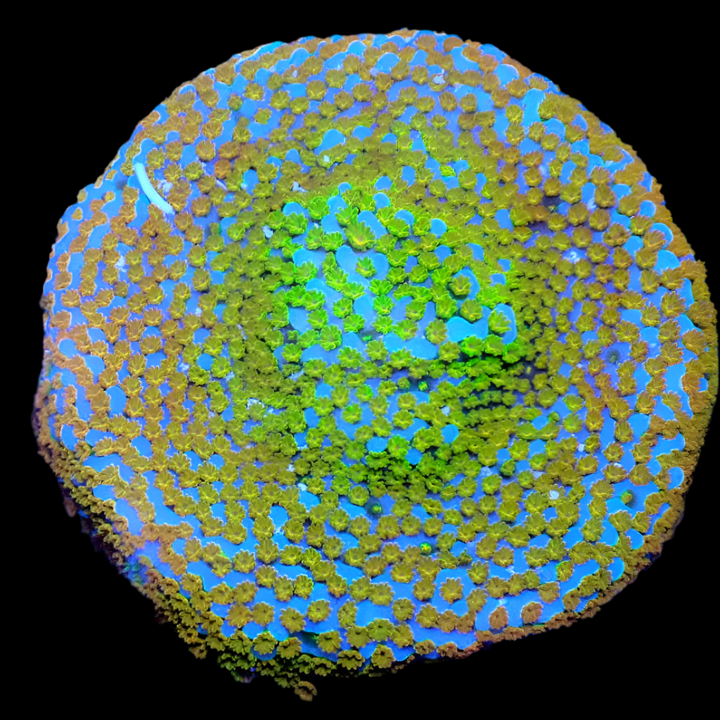 SPS Corals