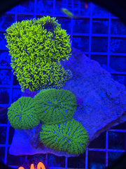 Mushroom/Gsp Rock
