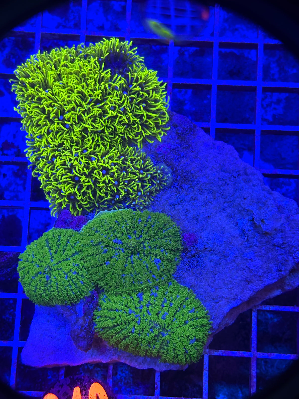 Mushroom/Gsp Rock