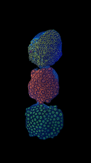 Zoa Colony