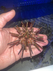 Pencil Urchin