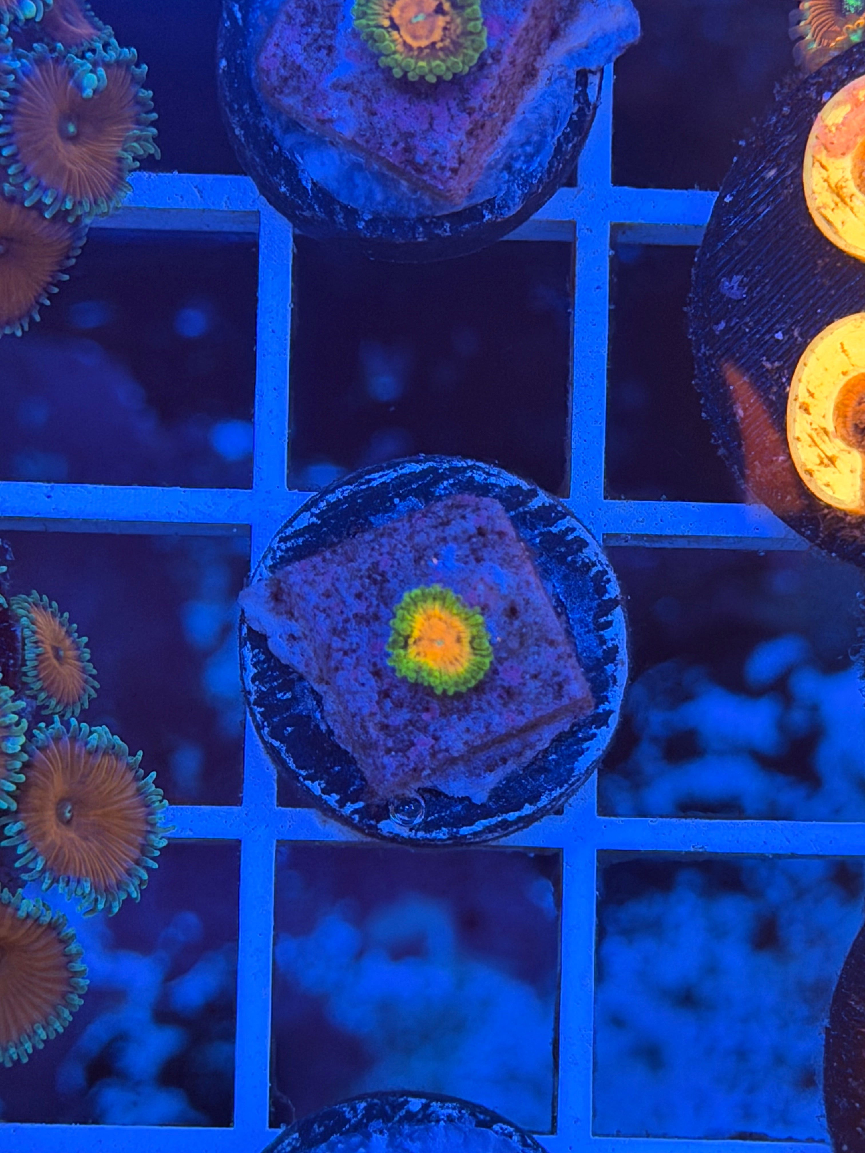 Oscar the grouch Zoanthids