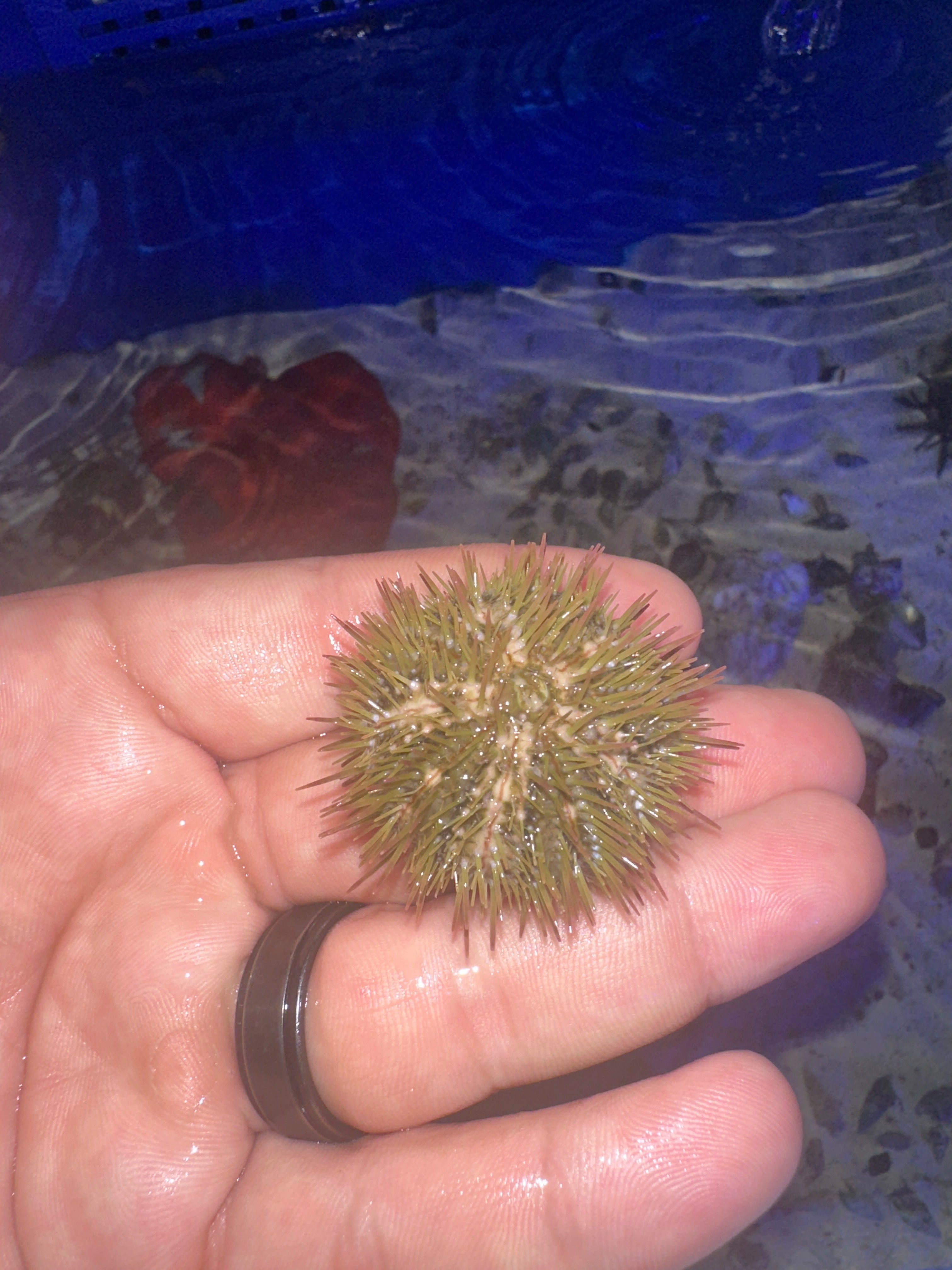 Pincushion Urchin