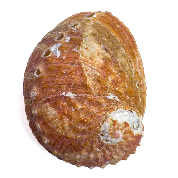 Nine Hole Abalone