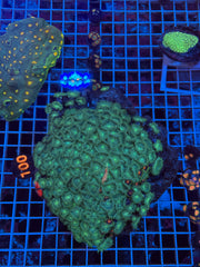 Green Monster Paly Colony