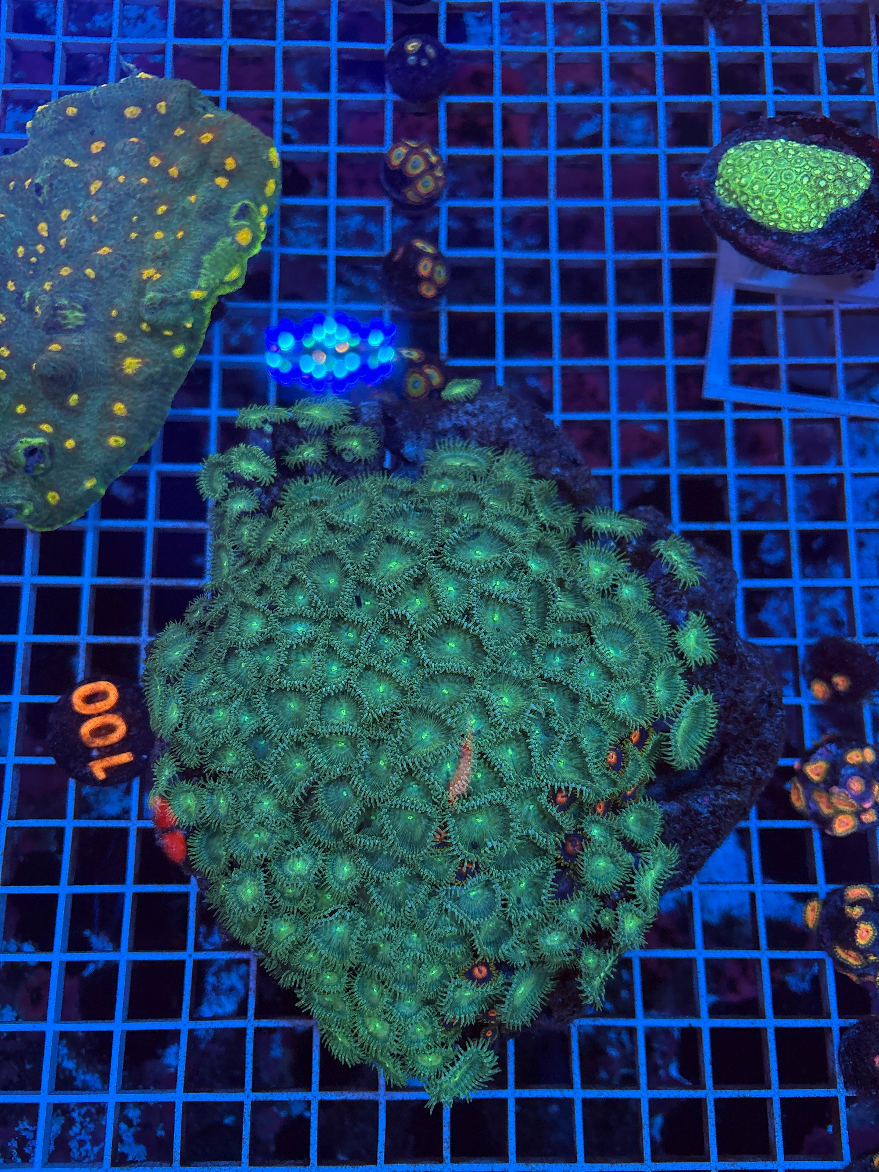 Green Monster Paly Colony