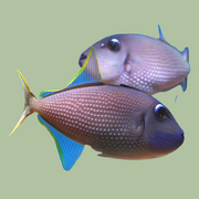 Blue Throat Trigger Pair