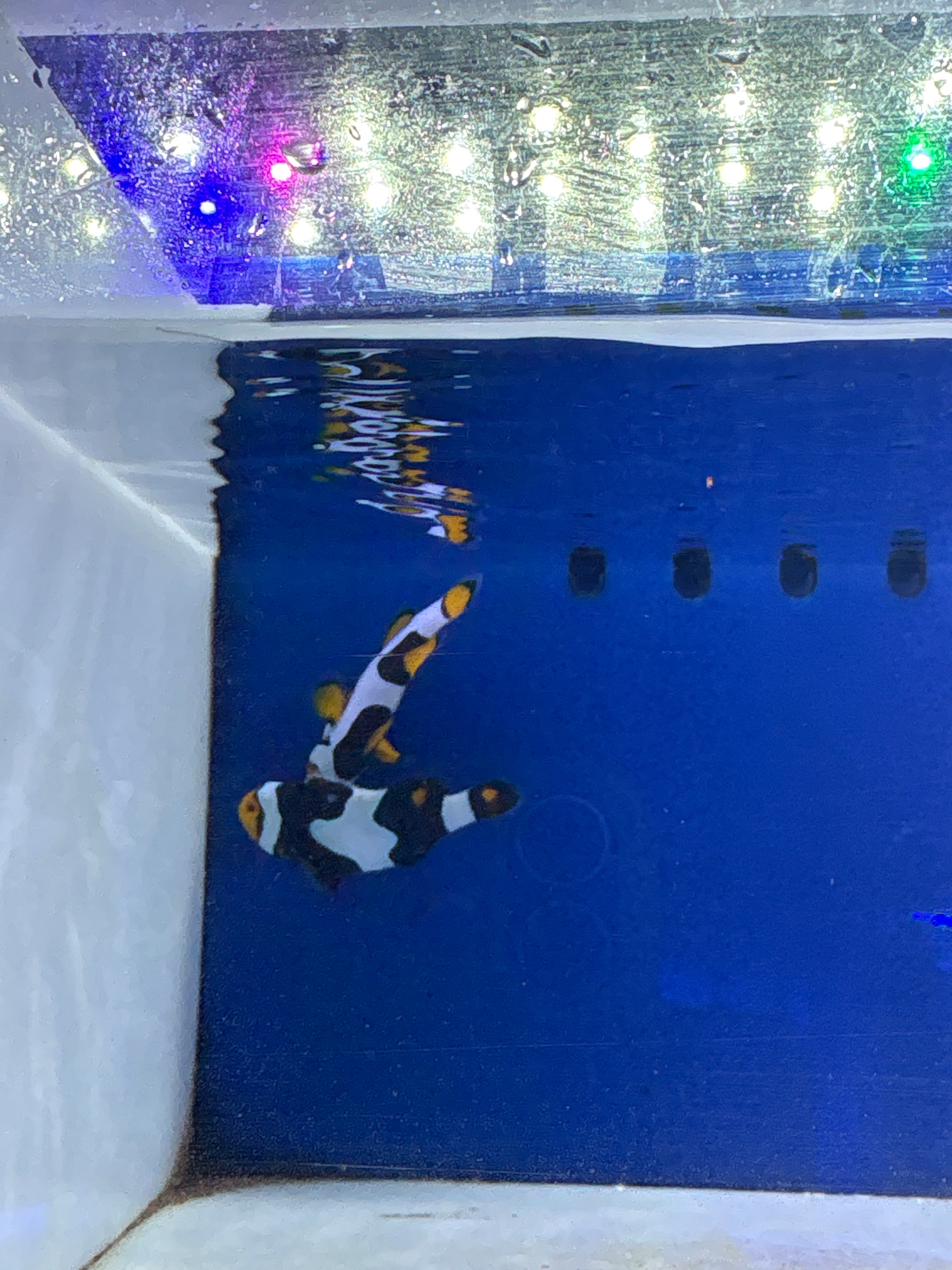 Clownfish Extreme Picasso Pair