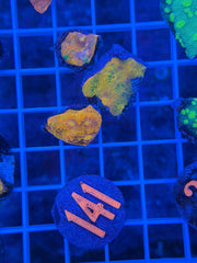 Hydros Rainbow Clown Chalice