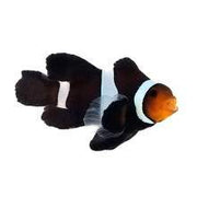 SA Black Roundtail Longfin