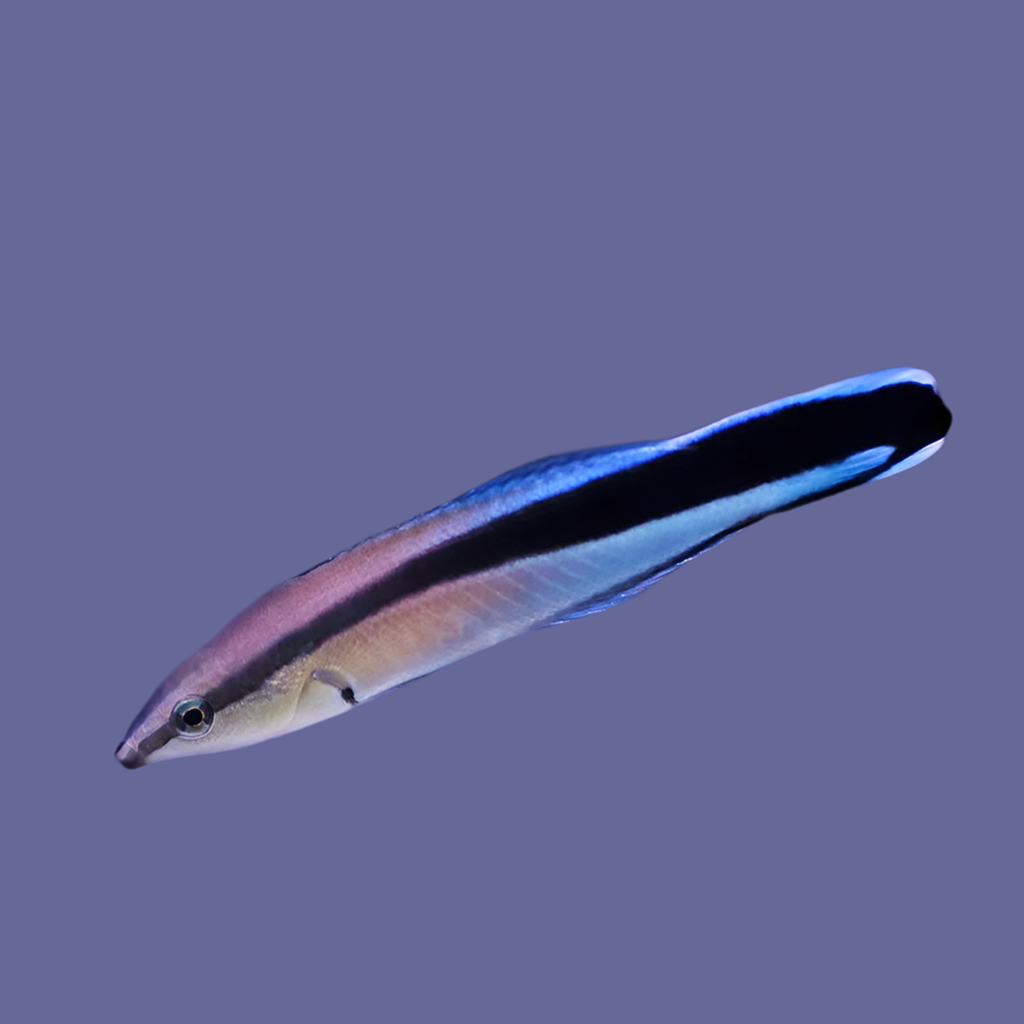 Cleaner Wrasse