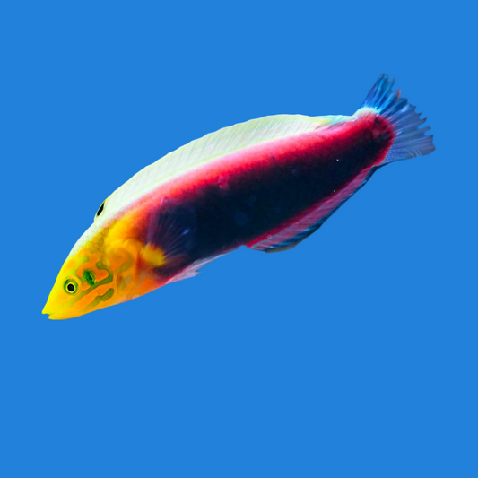 Radiant wrasse