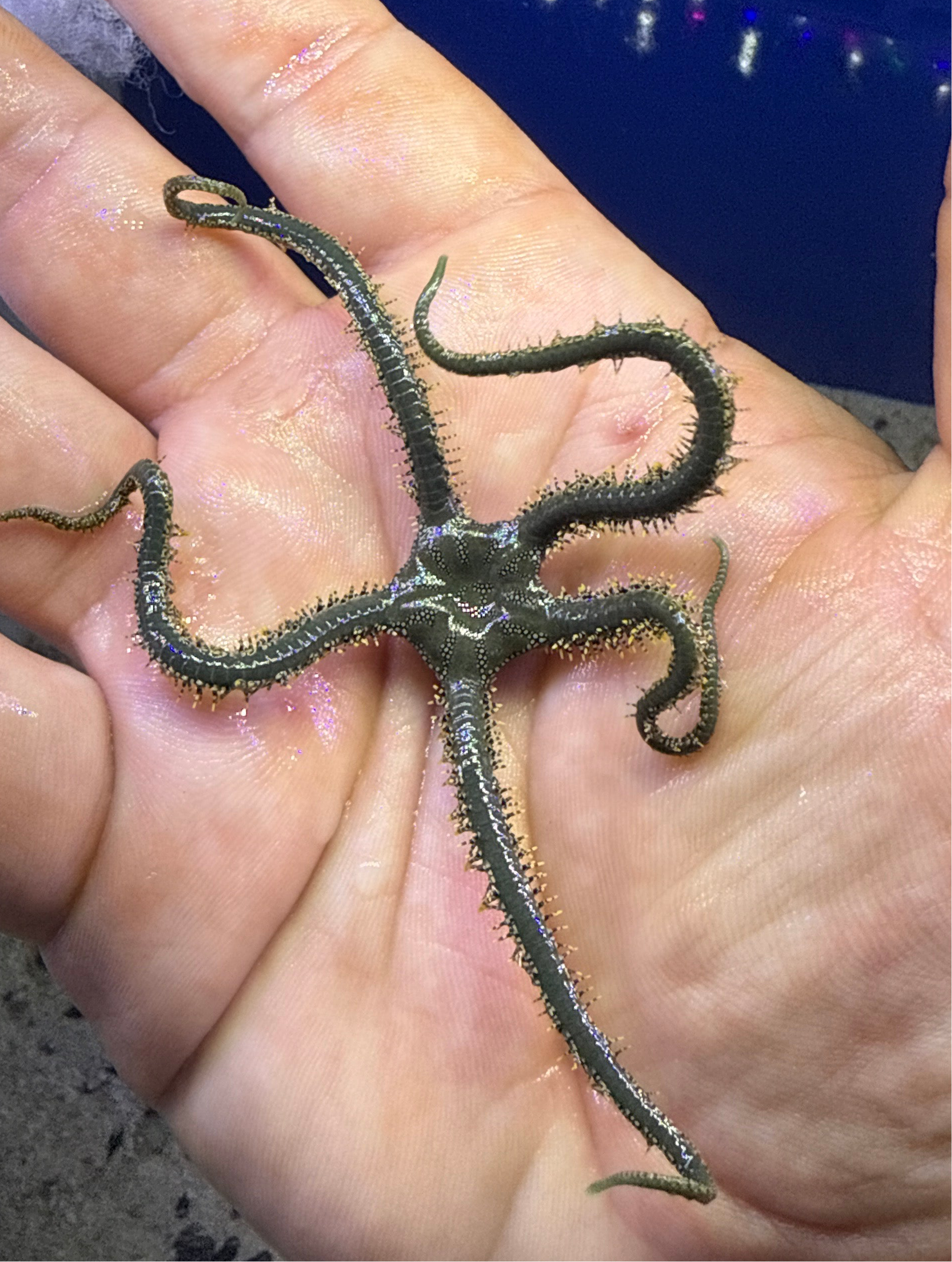Green Brittle Starfish