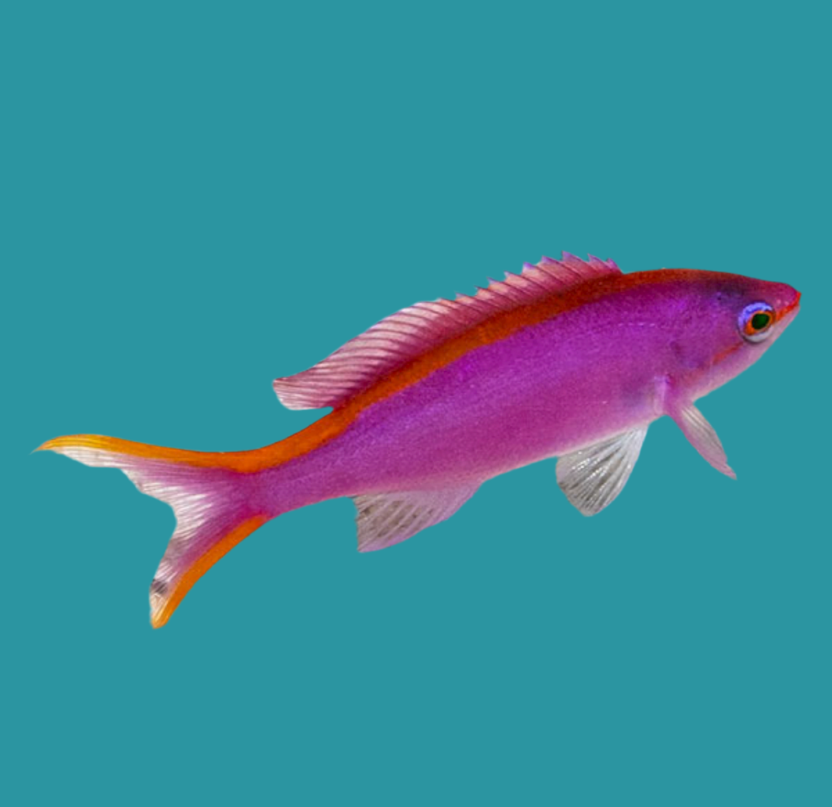 Purple queen anthias