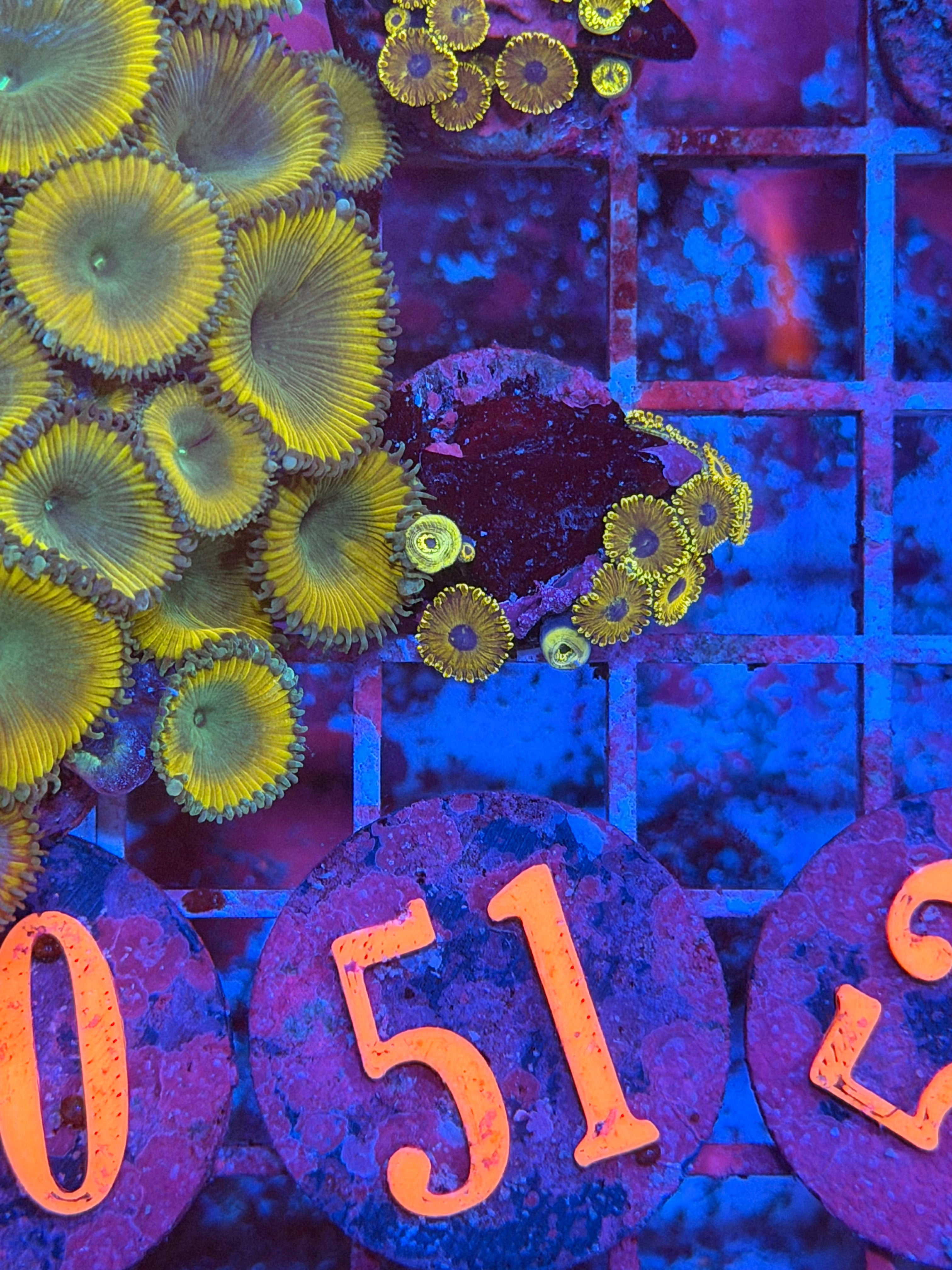 Pikachu Zoanthids