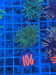 Pink Tip Fire Goblin