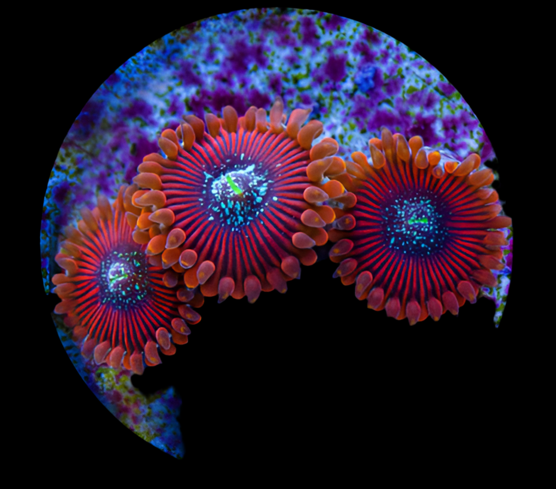 Magician Zoanthid