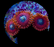 Magician Zoanthid