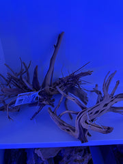 Spiderwood