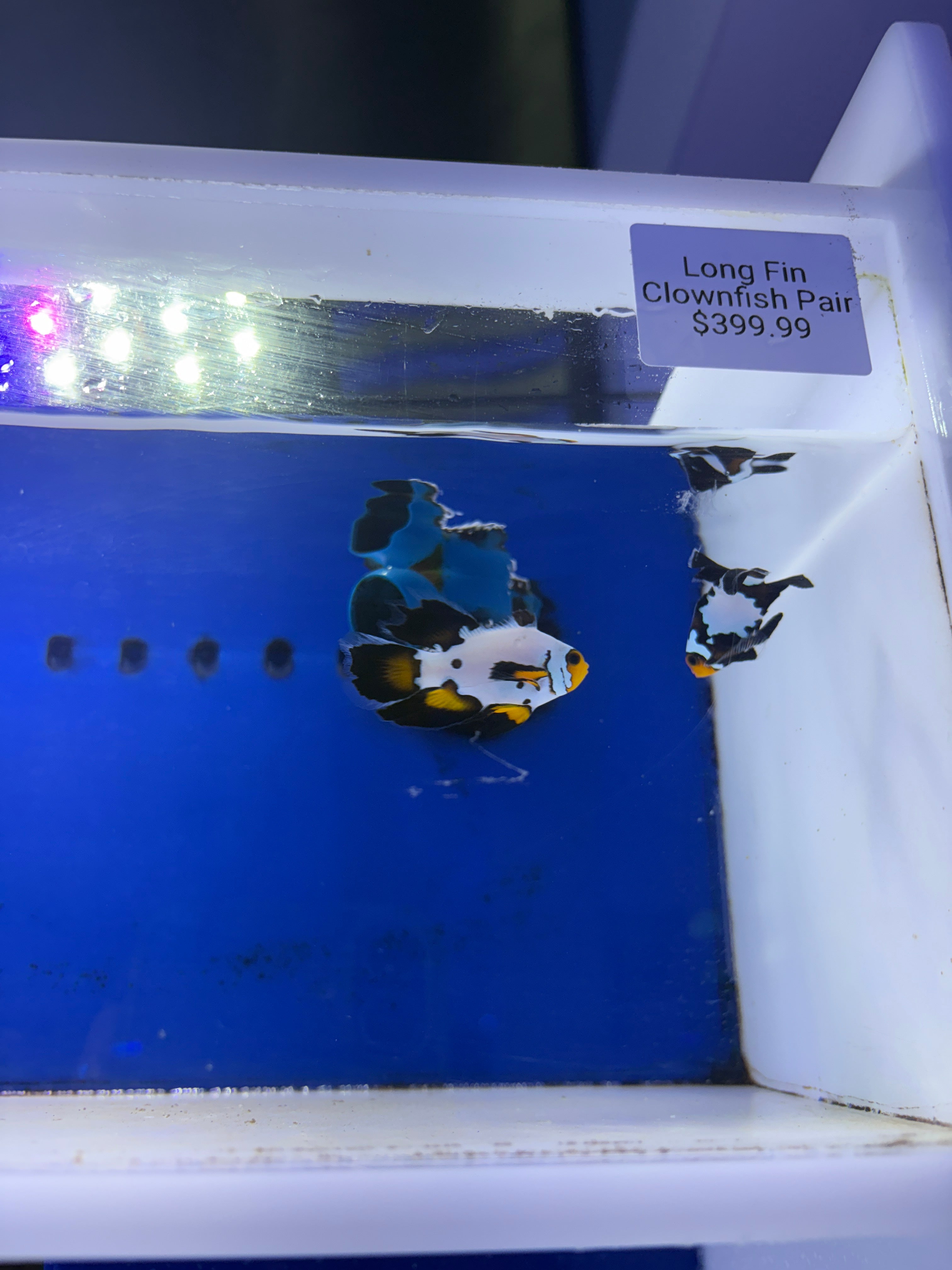 Long Fin Clownfish Pair