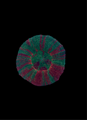 Bleeding apple scoly