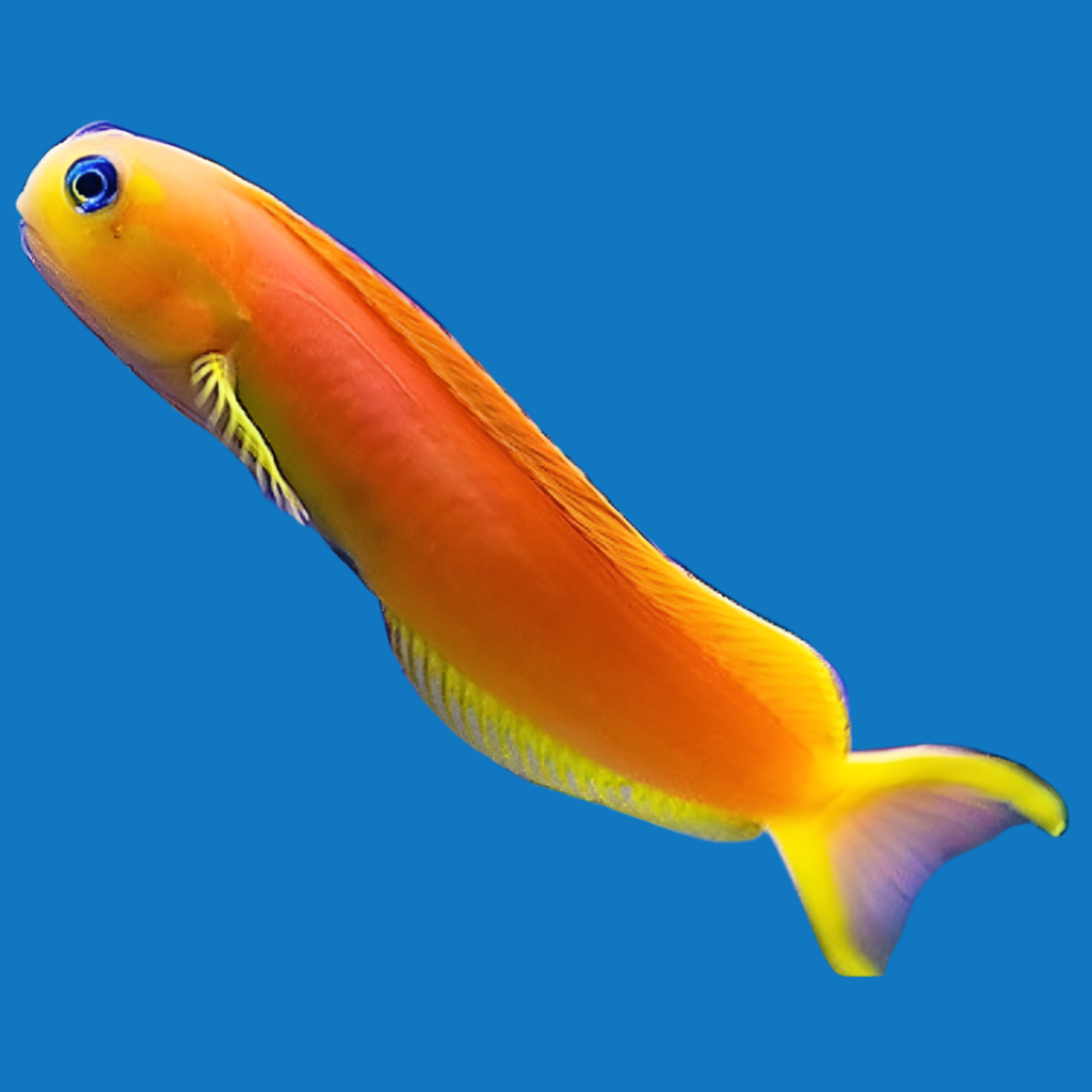 Midas Blenny
