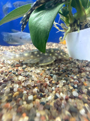 L201 Snowball Pleco