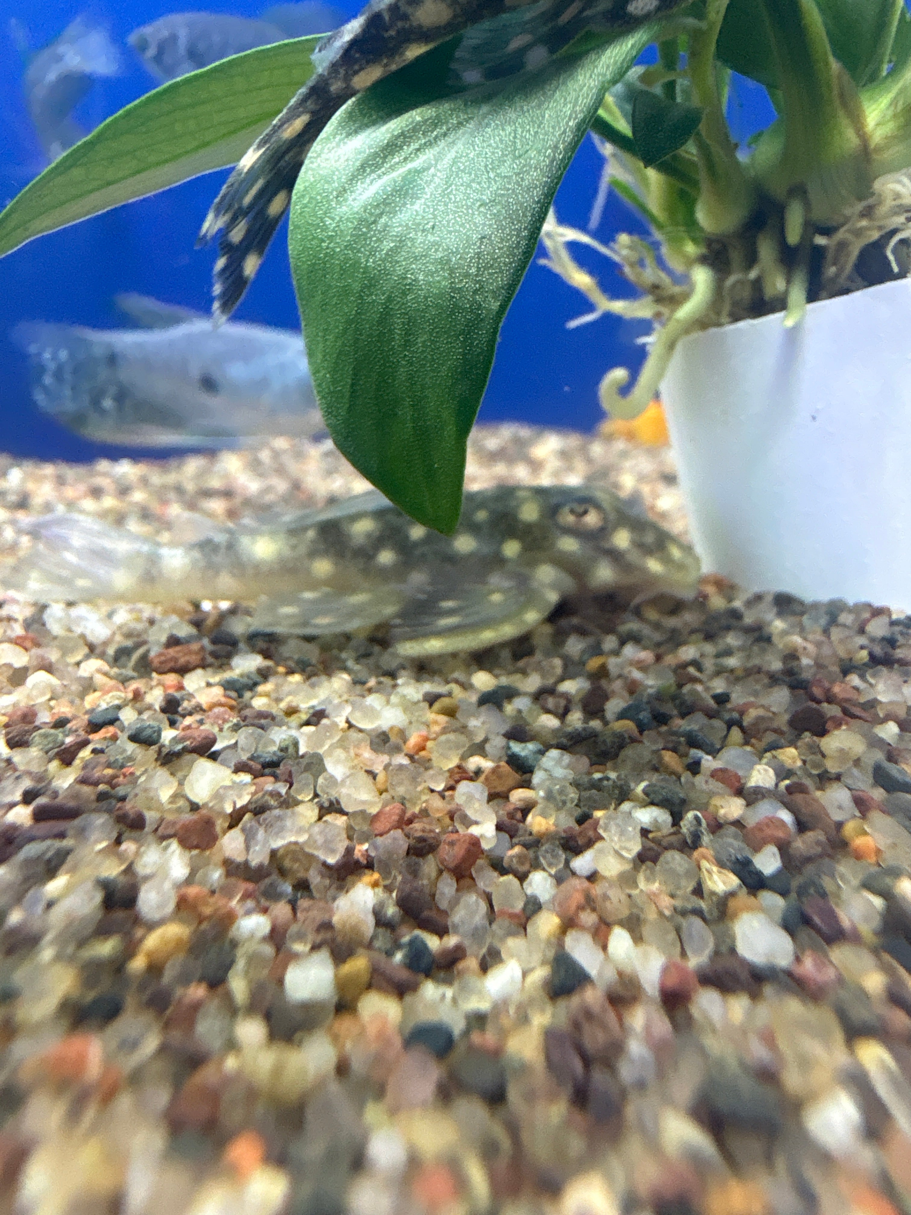 L201 Snowball Pleco