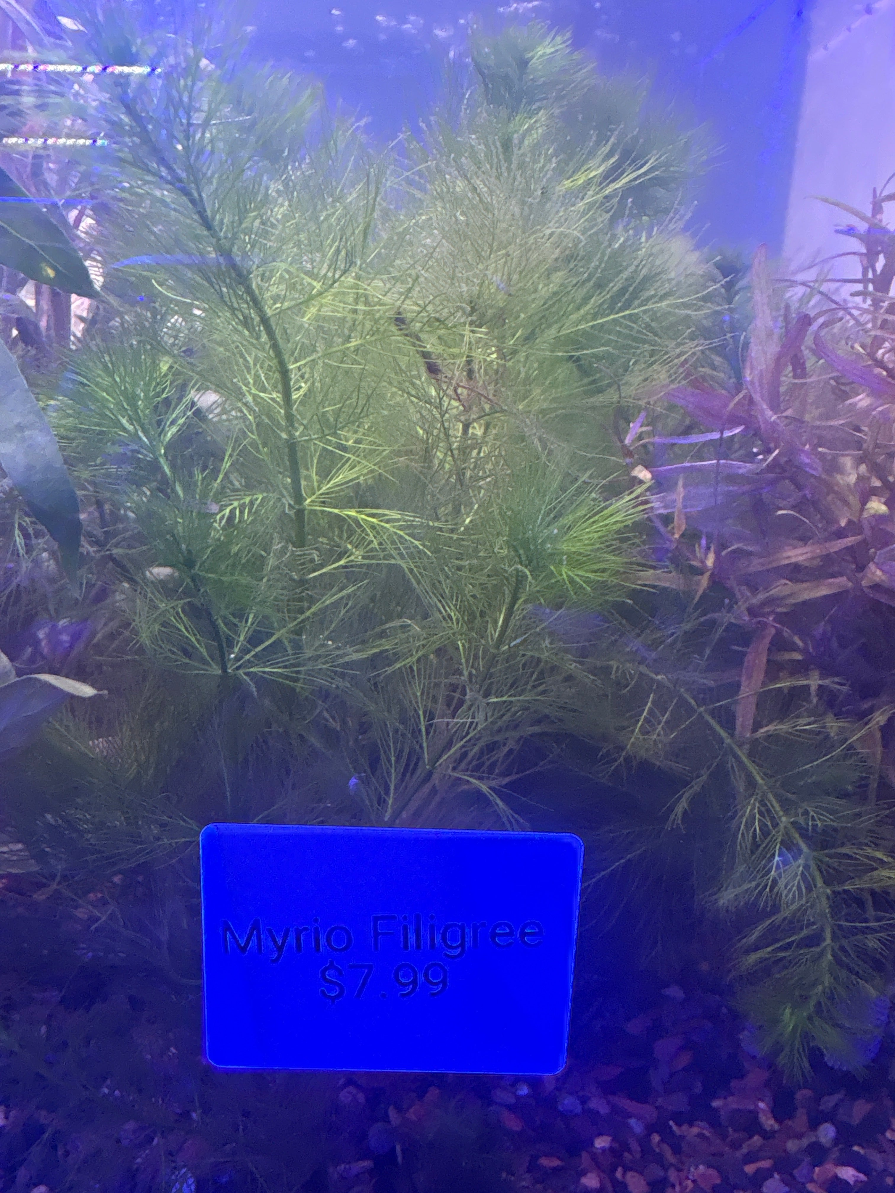 Myrio Filigree