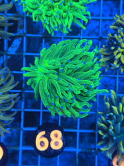 Holy Grail Blue Tip Torch