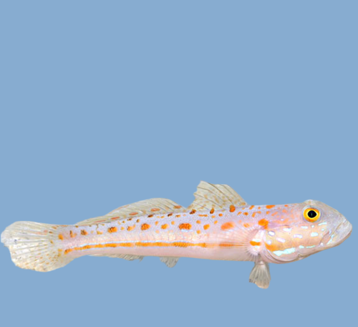 Diamond Goby