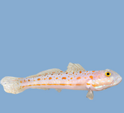 Diamond Goby