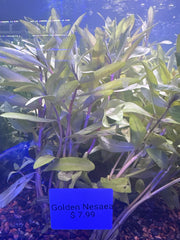 Golden Nesaea