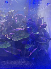 Purple Waffle