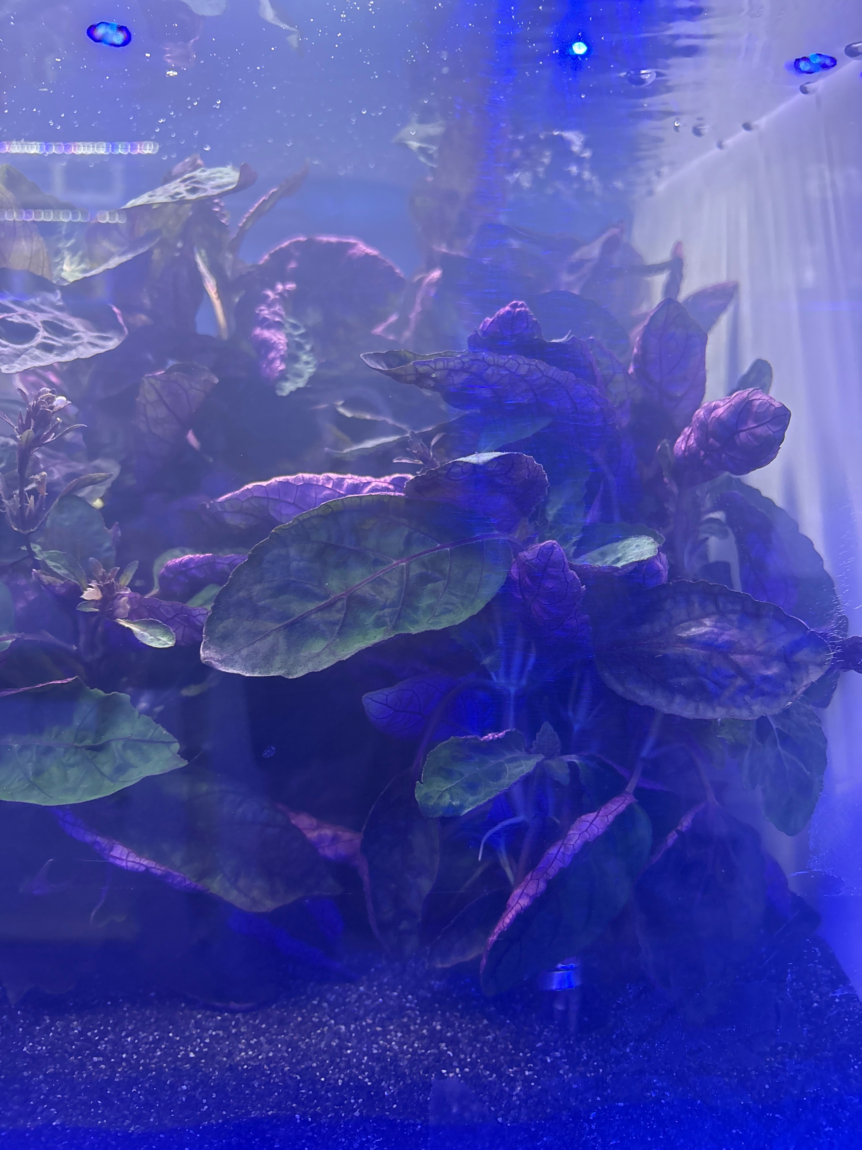 Purple Waffle