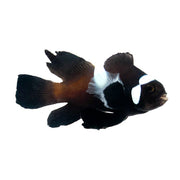 SA Black Domino Longfin