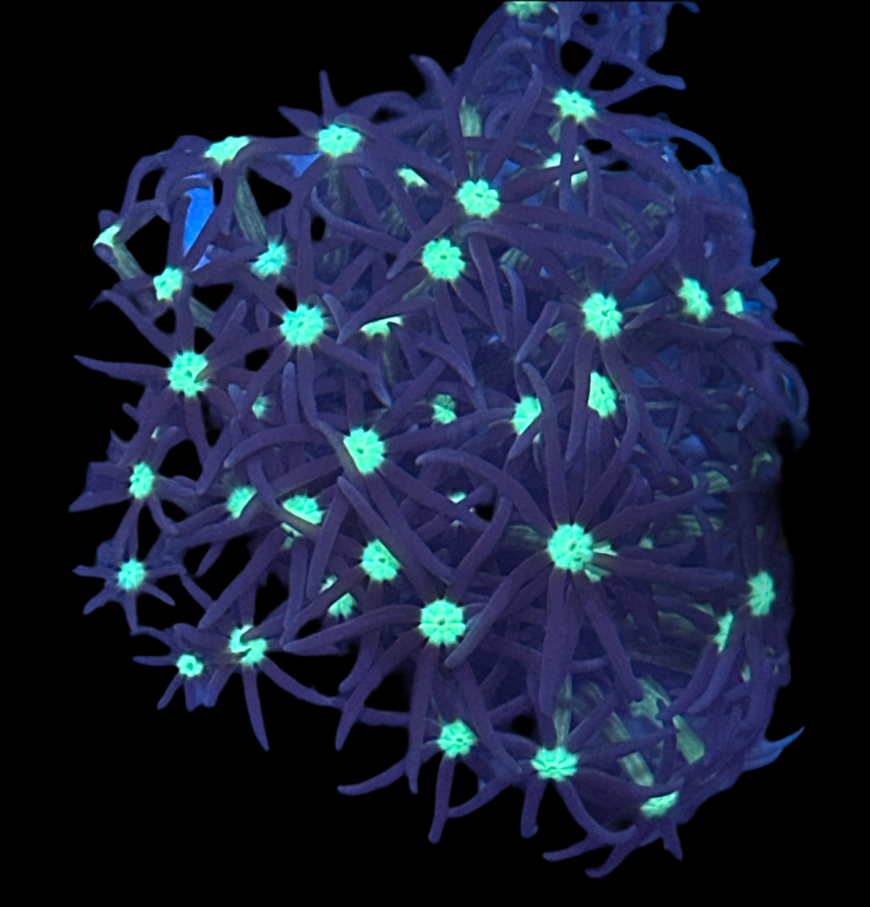 Glitter star polyps