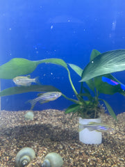 Longfin Zebra Danio