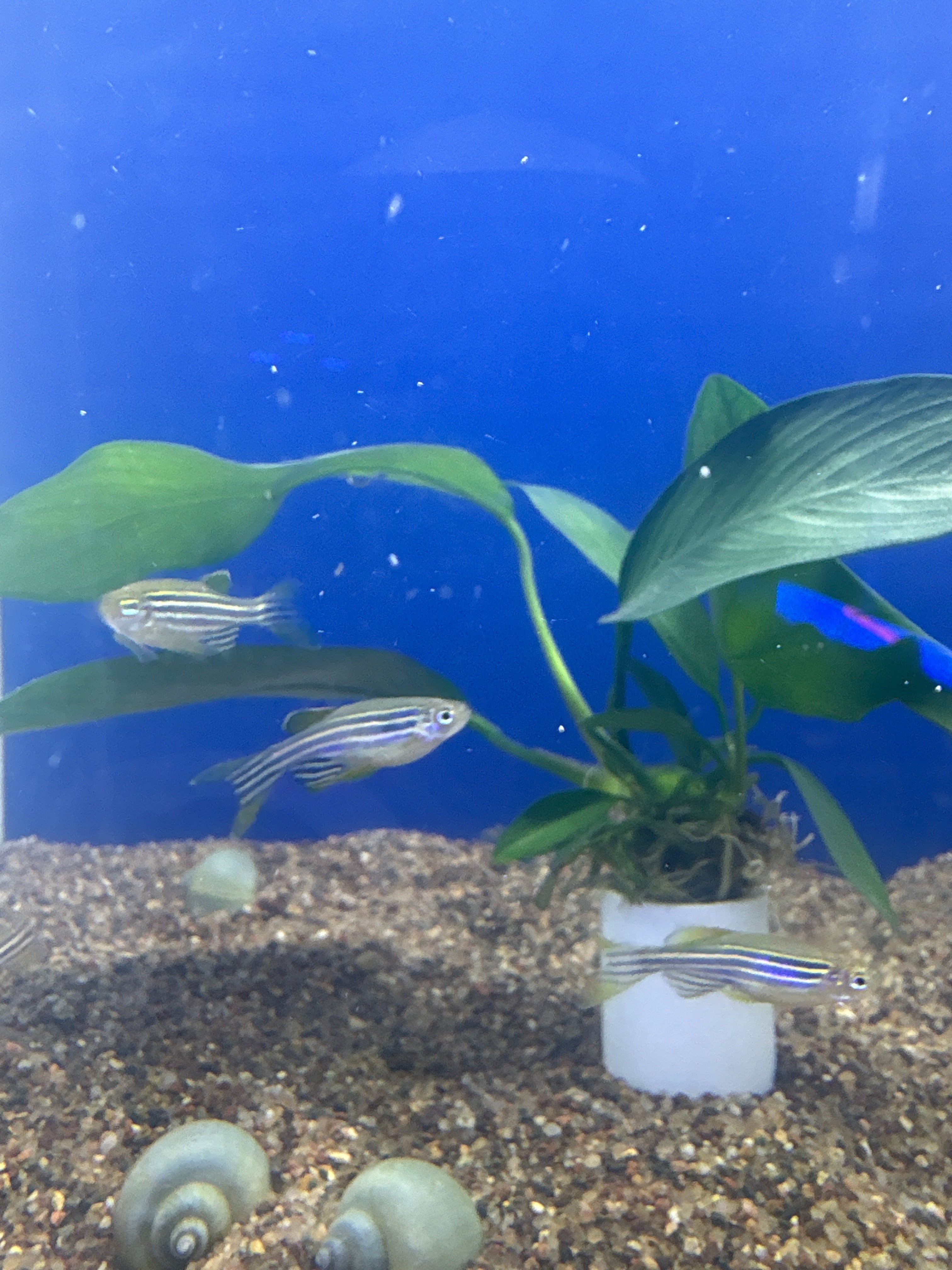 Longfin Zebra Danio