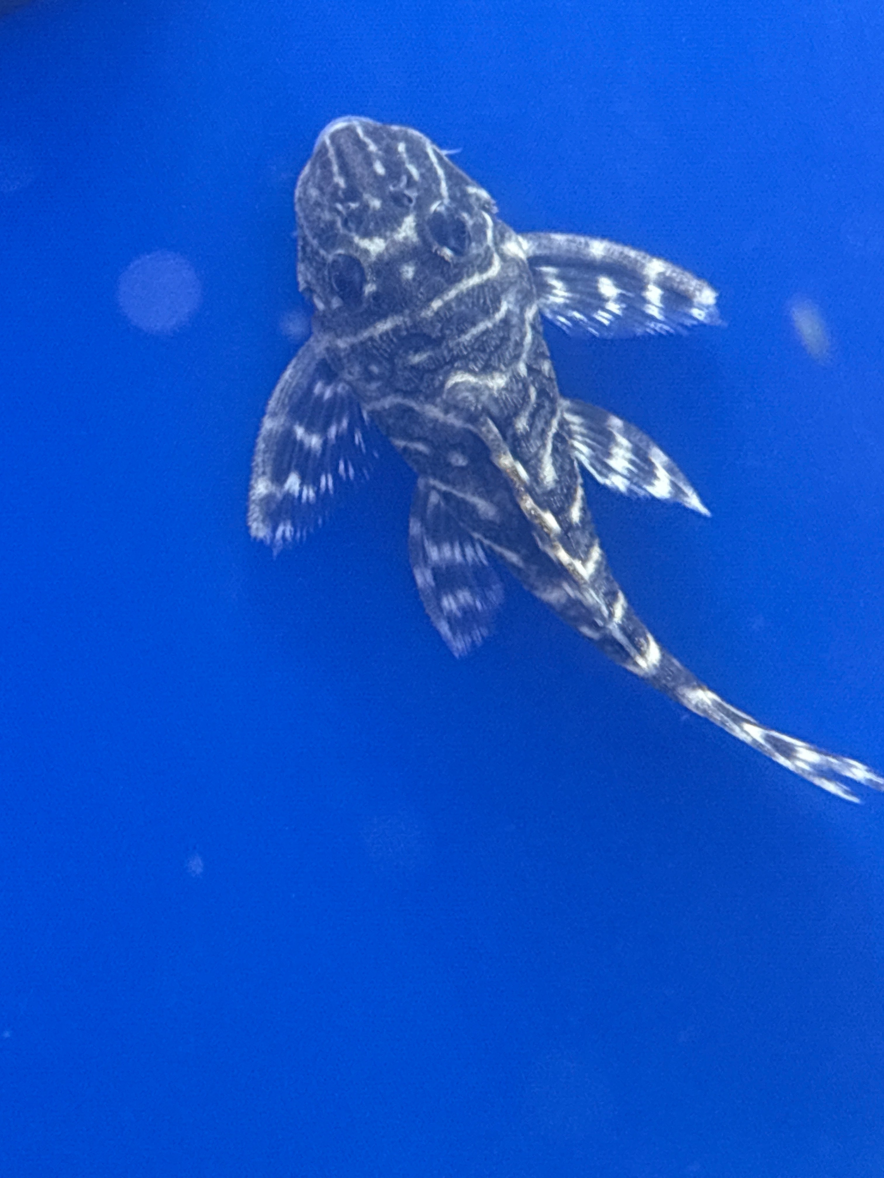 L129 Colombian Zebra Pleco
