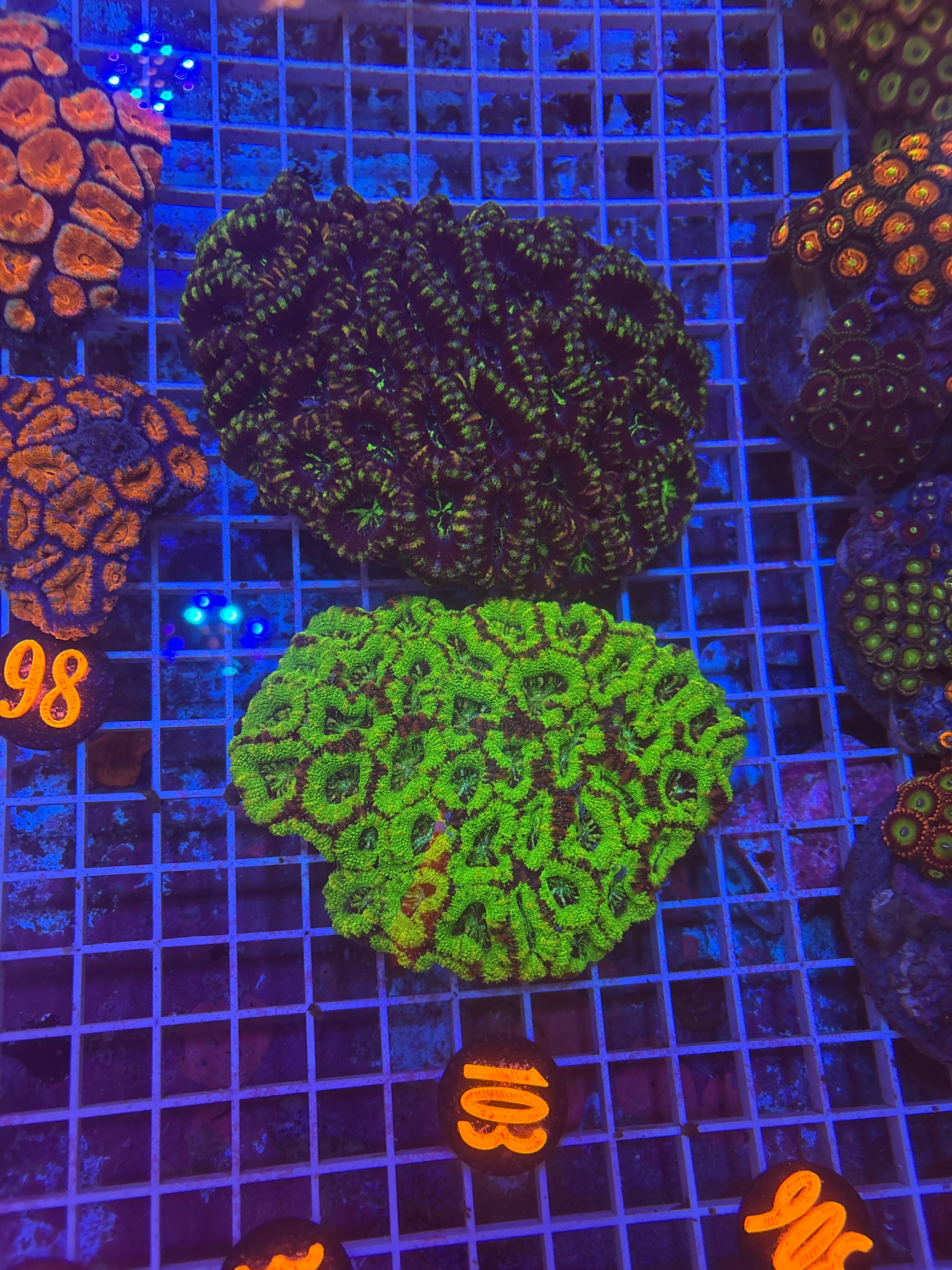 Acan Colony