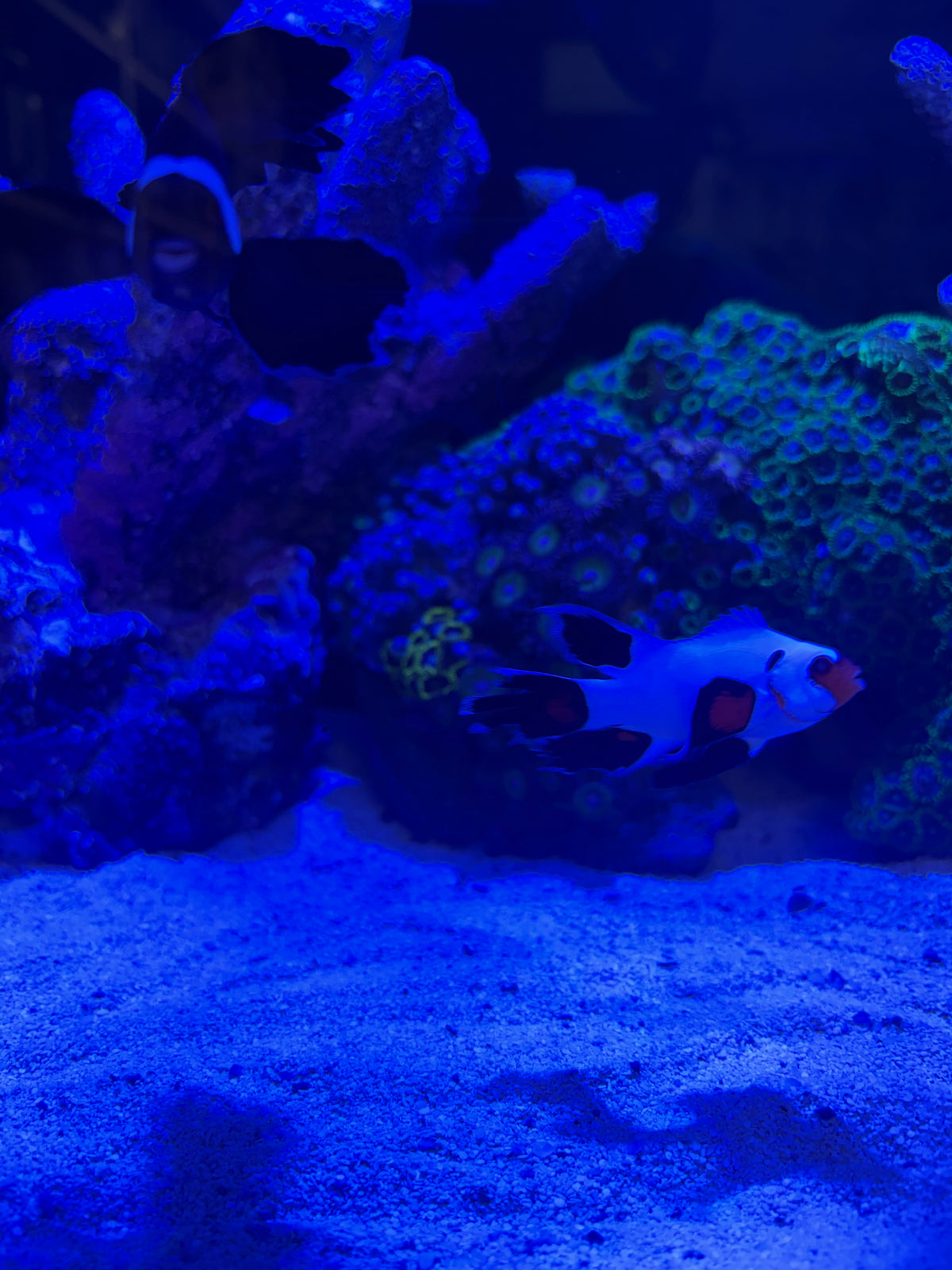 Longfin Clownfish Pair