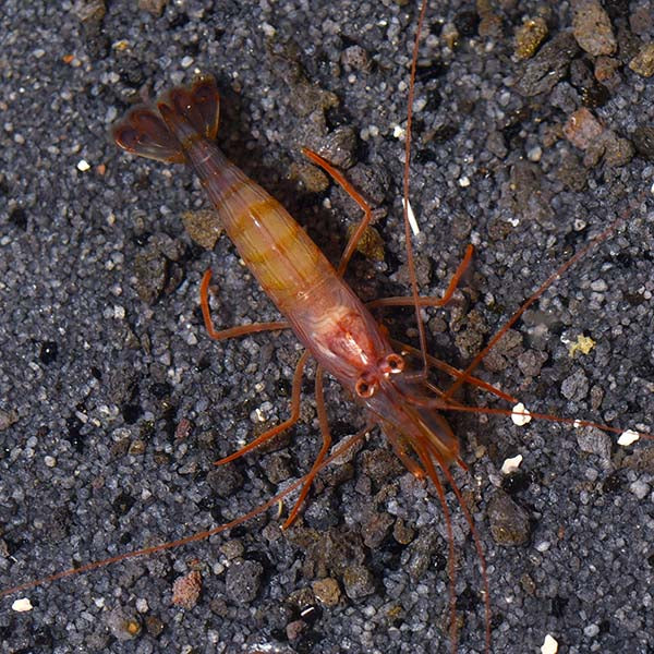 Shrimp